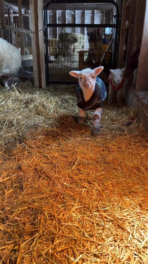 Lambs Love Scratches: Adorable Farm Animal Moments