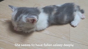 I Thought This Baby Cat was Really Dead | Hope For Pets