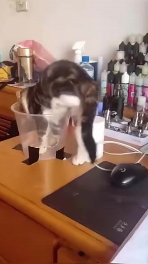 Cat in cup 🍵 🥰😂 | Animal World