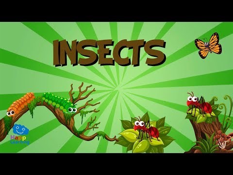 Science: Let's Learn All About Insects