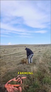57K views · 73 reactions | Mastering the Art of Hay Bale Tossing. #FarmingSkills #TeamworkInAction #HayBale #FarmLife #NatureLovers | Doraya Jennings | Facebook