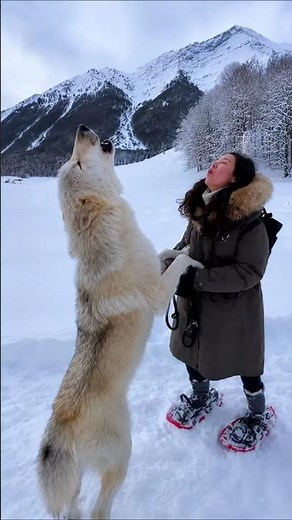 Wolves have their own secret language 🐺 #wolves #animals #funfacts