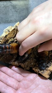 The Madagascar hissing cockroach makes a fun insect pet! They get their name from the sounds they make when trying to scare away predators. | That Fish Place - That Pet Place