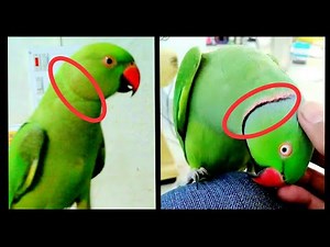 Ring time.How to identify male or female ? In what age ring appears on indian ringneck parrot.