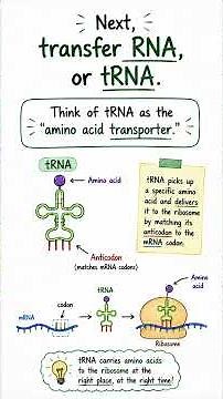 The Three Types of RNA Explained