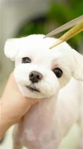 An Angel Puppy All Through Grooming… The Groomer Was Truly Moved 💛