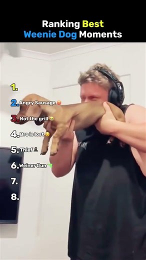 Ranking best weenie dog moments#shorts #ranking #funny