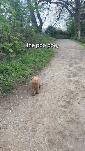 1.3M views · 6.8K reactions | This performance deserved a space on the grid hun!!! Comment something to blow up my poo poo dance hun!!!!!! And any duet this with your poo poo dance  #thepoopoodance #queenlilo #poodles #toypoodle | Fluffing Fabulous | Facebook