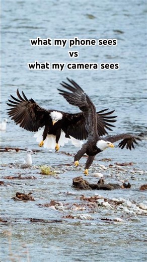 Photographing the biggest gathering of bald eagles in the world