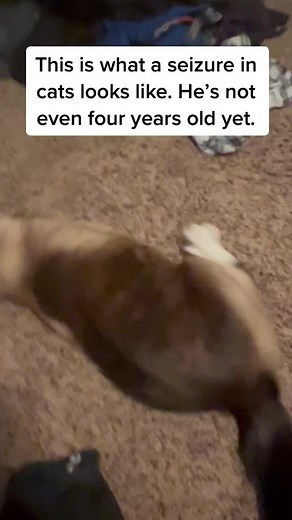 Understanding Cat Seizures and Possible Causes