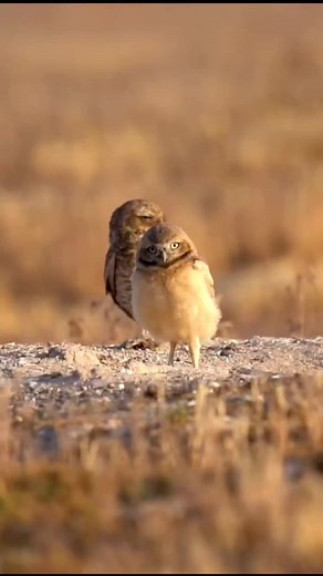 Burrowing Owls: Discover Their Fiesta-Loving Nature