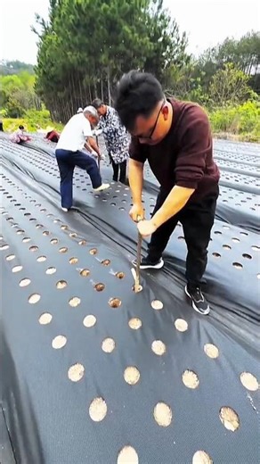 Planting Innovation: Polythene Setup Around Saplings– Smart Farming!