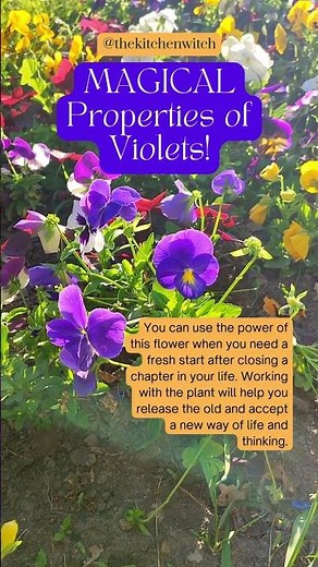 Magical meanings of violets & ways to use them!