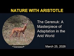 The Gerenuk: A Masterpiece of Adaptation in the Arid World | Nature with Aristotle