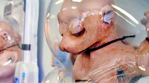 181K views · 607 reactions | Hybrid Creatures Created By Scientists That Went Terribly Wrong - Part 2 #science #hybrid #creatures | Most Amazing Top 10 | Facebook