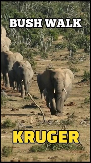 Incredible Elephant Family Journey Captured in Kruger #wildlife #documentary