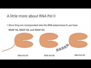 Figure 11.20 TFIIH phosphorylates the CTD of RNA polymerase (Rbp1 subunit)