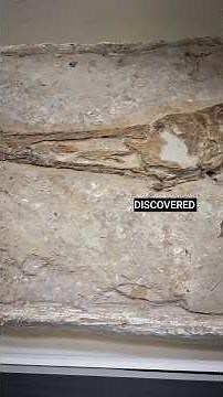 Fossilized Dinosaur Tooth Discovery #metaldetecting #fossils