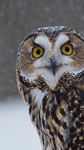 #owl #owls #birds #wildlife #nature
