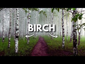 Birch Trees Explained 🌳❄️ | Complete Guide in Minutes