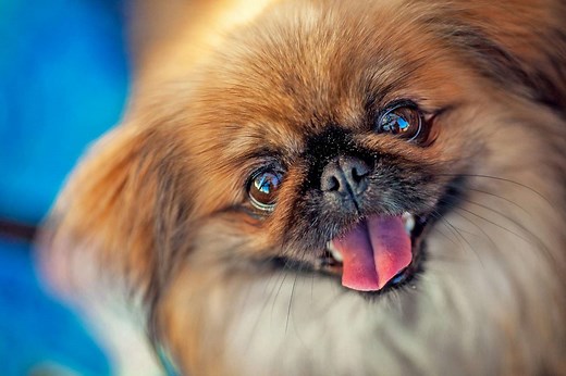These Ugly Dog Breeds Are Uniquely Suited to Capture Your Heart
