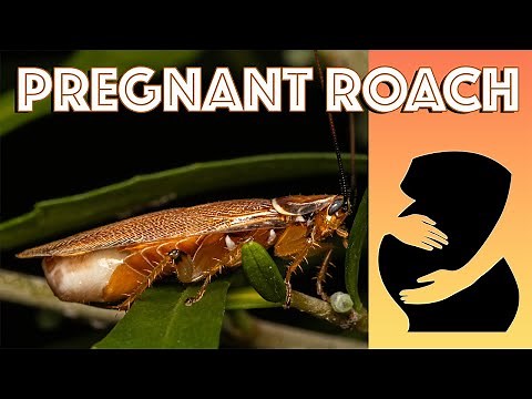 What happens to a pregnant cockroach?