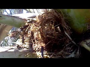 TRIMMING PALM TREES WITH RATS,PODANDO CON RATAS EN LAS PALMERAS