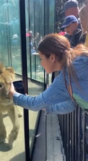 Close Encounter at the Lion Exhibit