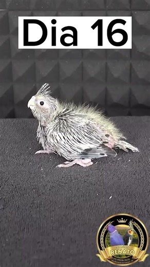 #Calopsita desenvolvimento 🐣