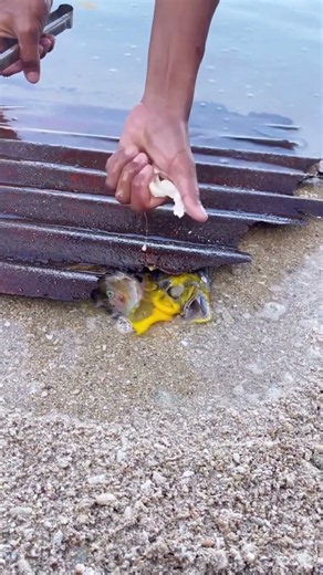 Hungry Sea Creatures Rush for an Egg!