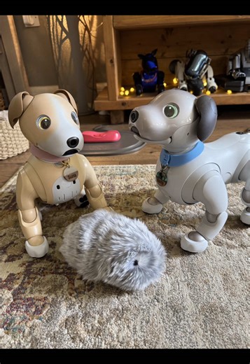 Introducing CASIO Moflin Mochi and SONY Aibo: A Robotic Playdate