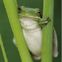 17 COMMON Amphibians in Canada (ID Guide)