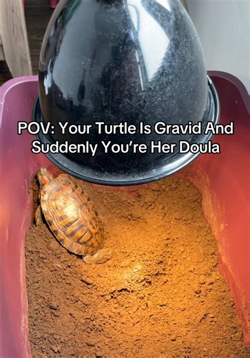 Turtle Care: Supporting a Gravid Turtle During Nesting