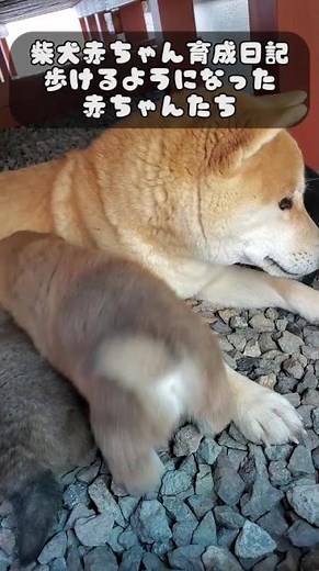 【柴犬の赤ちゃん育成日記】歩けるようになった柴犬の赤ちゃん達