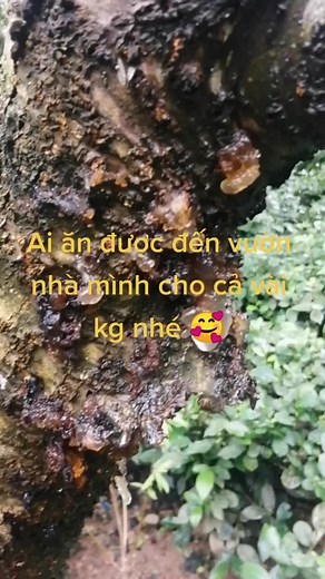 Exploring Glossy Tree Resin in Lush Forest Settings