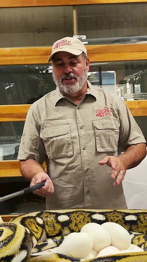 SNAKE BITE TO THE FACE! As a snake handler I am always ready to take the risk of being bit but rarely do I get bit in the face😅 This snake caught me while I had the python eggs in my hand and I could not risk dropping them so I took one for the team😳 I don't blame the snake though since she is being a good mom🙌 • • • #beautiful #giant #angry #feisty #snake #python #cool #moments #eggs #animals #baby #snakes #new #born #cute #wow #wildlife #tik #tok #tiktok #tiktokanimals #animals #animallover