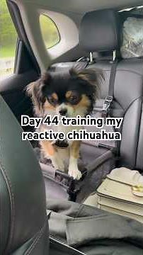 Day 44 training my reactive chihuahua 🐾🐶