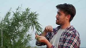 Agronomist scientist touching, examining cultivated hemp plant with hands on plantation. Farmer smells cannabis harvest in the field. Rancher picking legalized weed leaves. Drug addiction, medicine.