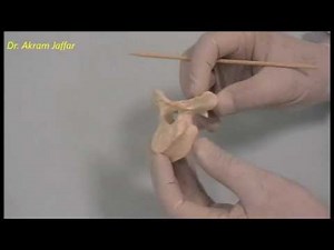 Osteology of the thoracic cage: Thoracic vertebrae