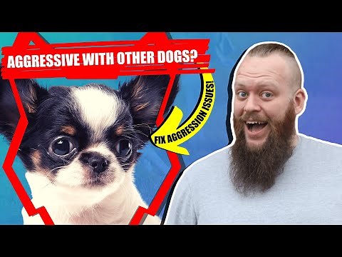 How To Train Aggressive CHIHUAHUA