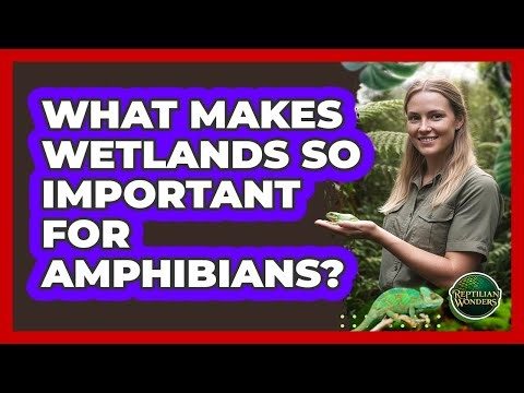 What Makes Wetlands So Important For Amphibians? - Reptilian Wonders