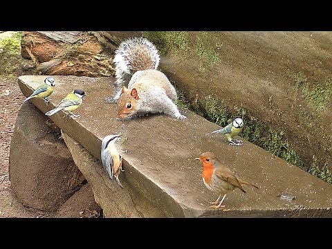 Cat Games : Find The Birds and Squirrels - Games for Cats