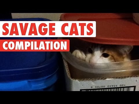 Savage Cats Funny Pet Video Compilation 2016