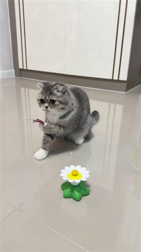 I know how to stop u 💕 #maly #cat