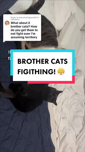 Male Cats Fighting: Solutions and Prevention Tips