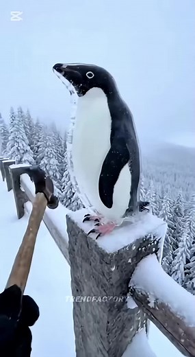 Penguins: Masters of Survival in Extreme Cold