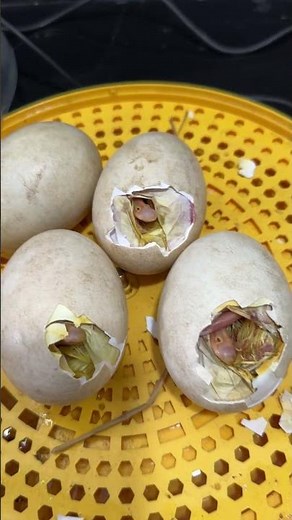 Happiest time ! Many big eggs about to hatch now !