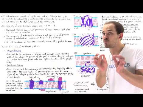 Integral and Peripheral Membrane Proteins (Part II)