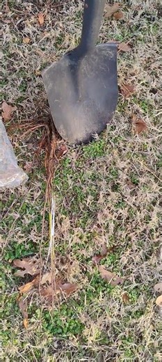 #arbordayfoundation #trees #Earth #redbud #hawthorn