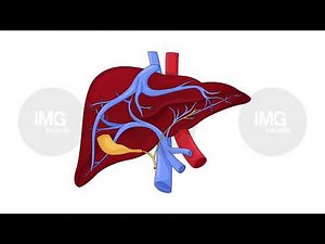 Human liver anatomy with vessels and bile ducts cartoon animation